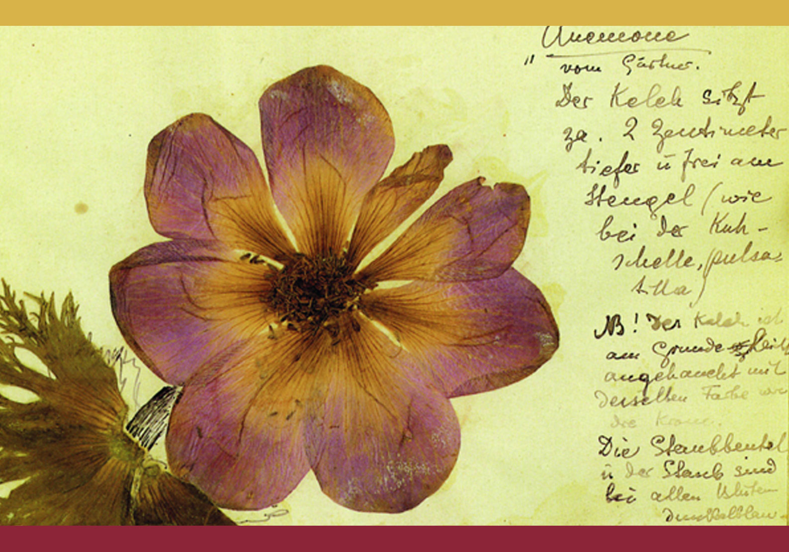 Vorstellung der Gartengestaltung der Clara Zetkin Gedenkstätte und Einführung in Rosa Luxemburgs Herbarium